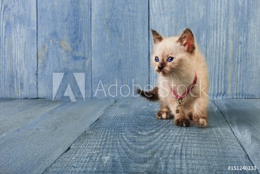 Picture of White kitten at blue wood